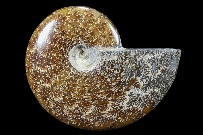 Polished, Agatized Ammonite (Cleoniceras) - Madagascar #88071